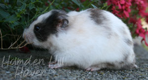 Wisconsin Treasure- Black Tortoiseshell and White (Dominant Spot) Longhaired